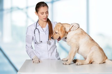 Obraz na płótnie Canvas Vet. Young female veterinary caring of a cute beautiful dog.
