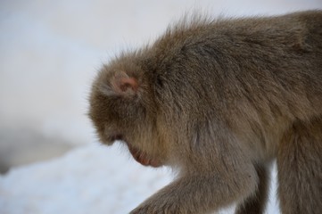 Makake in den japanischen Alpen