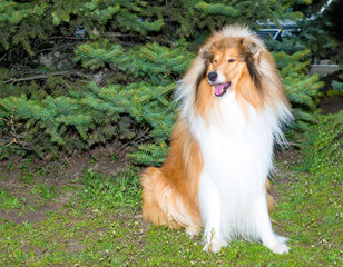 Rough Collie.