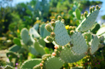 Blooming cactuses of Sardinia