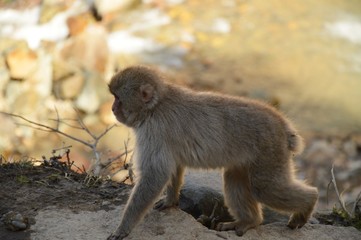 Makake in den japanischen Alpen