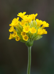 Fototapeta premium primula veris