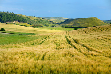 Fototapeta na wymiar Scenic landscape of meadow in Sardinia