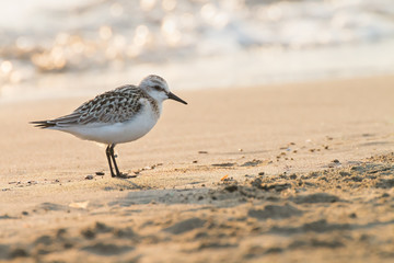 small wading bird with fishing line tangled around its paws