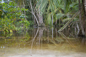 Dschungel nach dem Regen