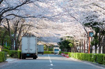 Sakura blooming at the street in business area
