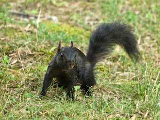Naklejka na ściany i meble Black squirrel in grass