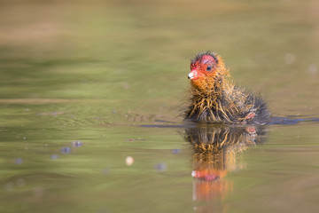Coot chick