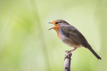 Robin singing