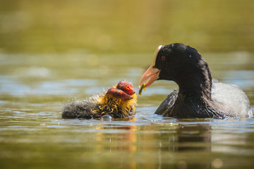 Coot feeds chicks