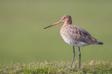 Graceful wader on a meadow