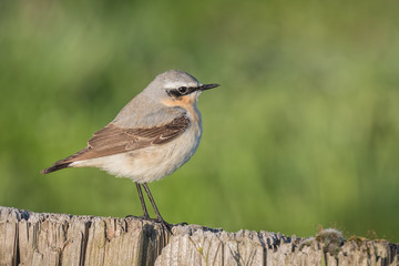 northern wheatear (Oenanthe oenanthe)