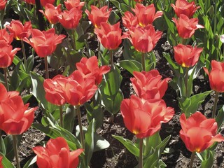 Field of colorful tulips growing in backyard garden
