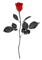 black rose #2