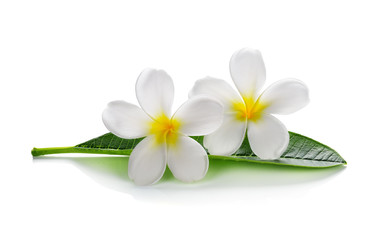 Fleurs de frangipanier avec des feuilles isolées sur blanc