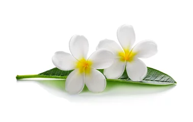 Cercles muraux Frangipanier Fleurs de frangipanier avec des feuilles isolées sur blanc