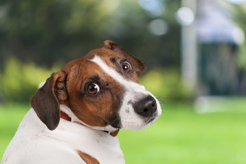 Animals. Jack russel terrier studio shot, white background