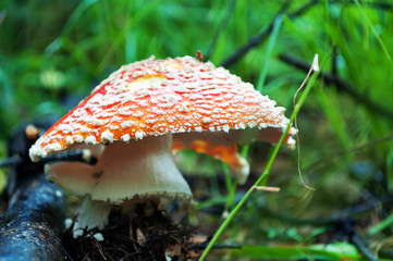 Amanita muscaria mushroom