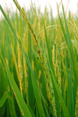 Naklejka premium paddy and rice grain
