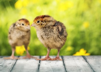 Baby animal. Two chicks one crazy