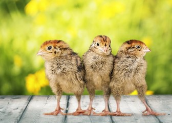 Baby animal. Two chicks one crazy