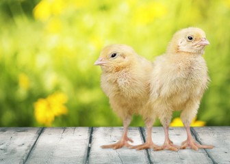 Animal. Two chicks on white