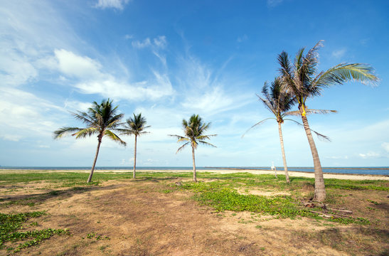 An image of five nice palm trees in the blue sunny sky