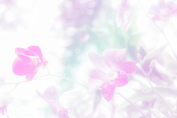 Sweet color orchids in soft style
