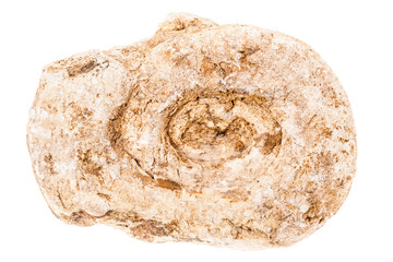 Fossil marine animal