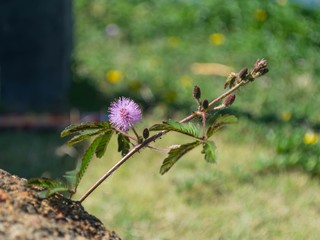 Sensitive plant flowers