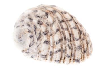 Tropical seashell