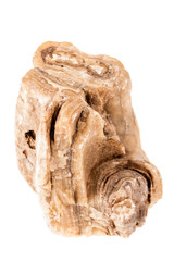 Ancient petrified wood