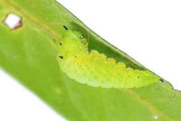 Fototapeta premium Mature Tailed Jay caterpillar