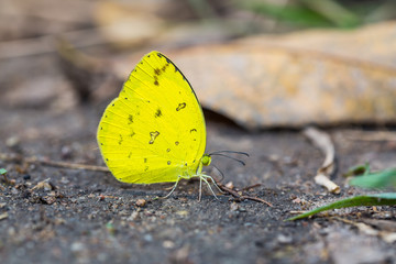 Common Grass Yellow butterfly