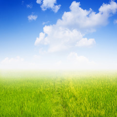 Fototapeta na wymiar field of spring grass against blue sky with cloud.