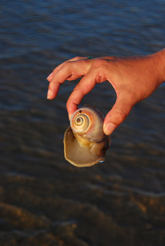 Human Hand Holding a Sea Snail on the Beach