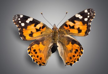 Fototapeta na wymiar Butterfly. Butterflies