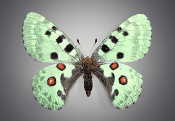 Butterfly. Butterflies