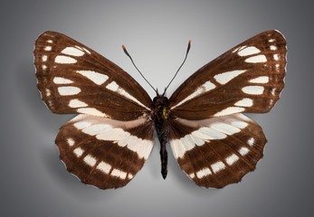 Butterfly. Butterflies