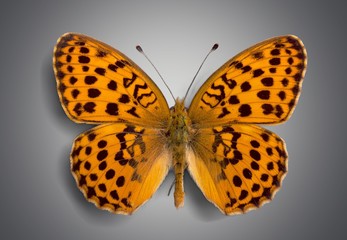Fototapeta na wymiar Butterfly. Butterflies