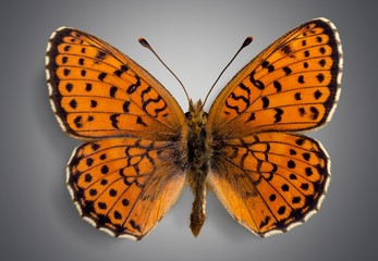 Butterfly. Butterflies