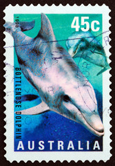 Obraz premium Bottlenose Dolphin (Australia 1998)