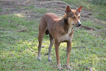 dog standing outdoor