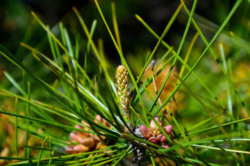 Japanese cypress, Kyoto, Japan