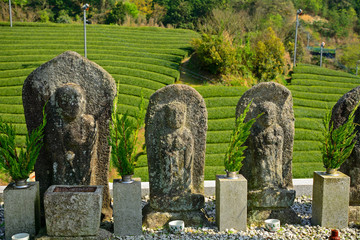 Fototapeta premium Jizo bodhisattvas, Wazuka, Japan