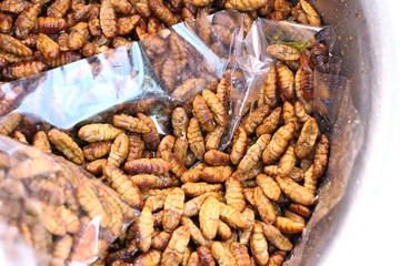 fried silk worms in the market