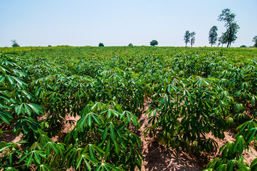 trees cassava plantation.