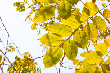 backlight with leafs