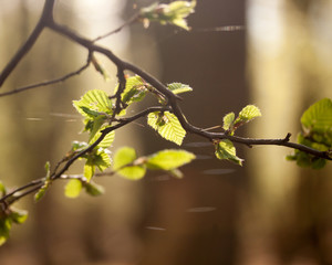 Zarte Frühlingszweige