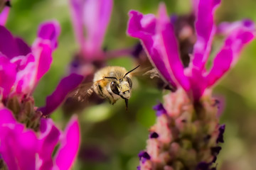 Frühling, Blüte, Sommer, Biene, Flug, Muttertag